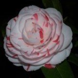 La Peppermint